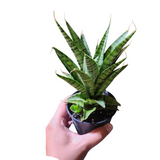 Sansevieria ice rose
