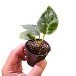 Aglaonema pictum tricolour (round form)