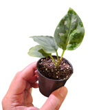 Aglaonema pictum tricolour (round form)