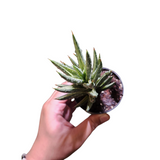 Sansevieria francisii albo