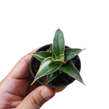 Sansevieria lavranos 23251 variegata