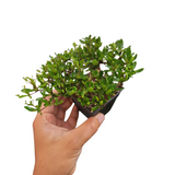 Bucida dwarf (Littlebotany special)