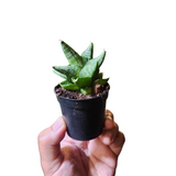 Sansevieria boncel dwarf