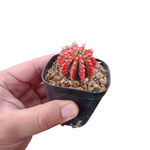 Gymnocalycium multicolour