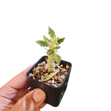 Euphorbia tulereansis