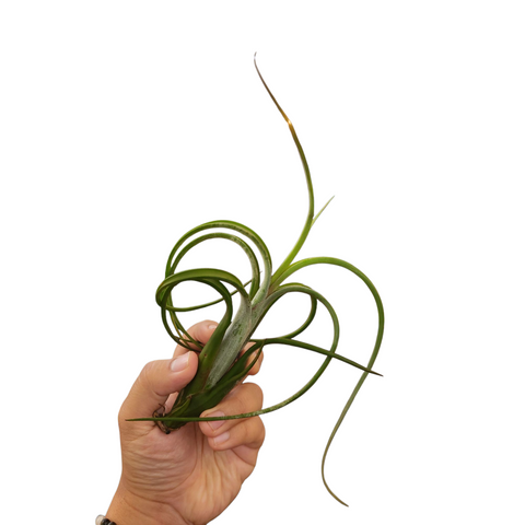 Tillandsia intermedia