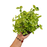 Premna variegata (thick stemmed)