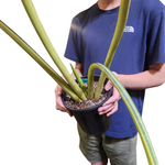 Sansevieria cylindrica variegata