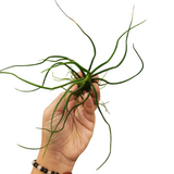 Bulbosa