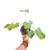 Jatropha curcas variegata