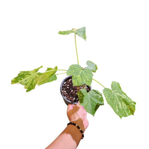 Jatropha curcas variegata