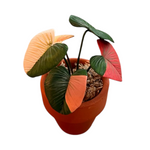 Homalomena rubescens variegata (Clay Plant)