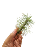 Funckiana recurrifolia