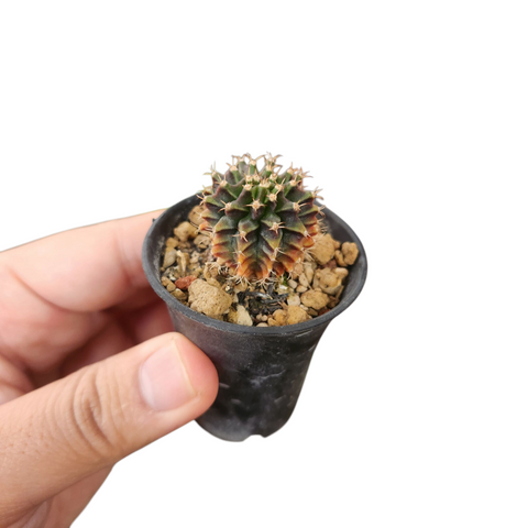 Gymnocalycium silamanee