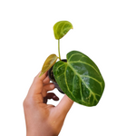 Anthurium forgetii x red crystallinum