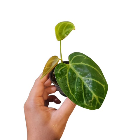 Anthurium forgetii x red crystallinum