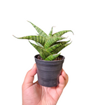 Sansevieria sindoro