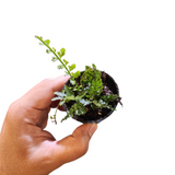 Asplenium thunbergii
