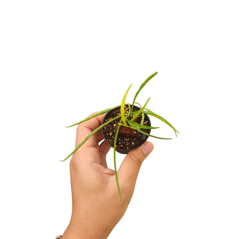 Hoya stenophylla