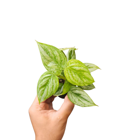 Philodendron sodiroi