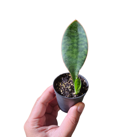 Sansevieria whale fin