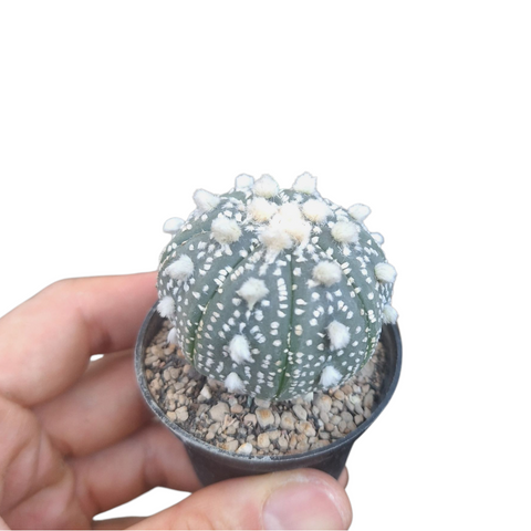 Astrophytum 'Hana Izumi'
