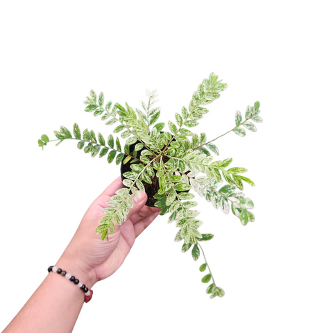 Phyllanthus pulcher variegata