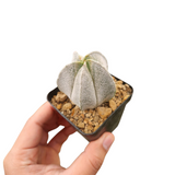 Astrophytum myriostigma onzuka