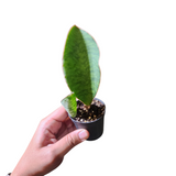 Sansevieria whale fin