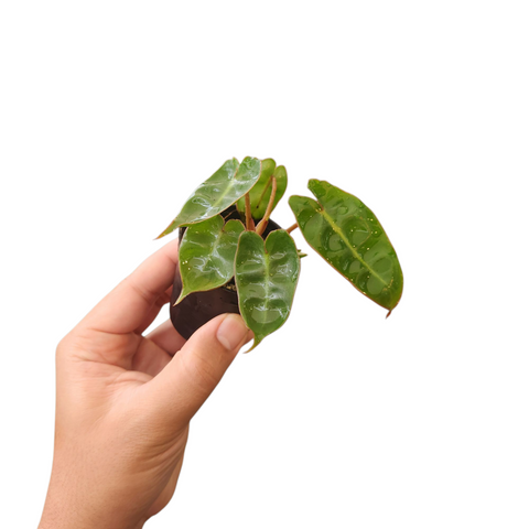 Philodendron billietiae