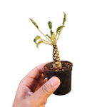 Dorstenia crispa hybrid