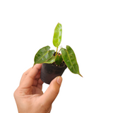 Philodendron billietiae