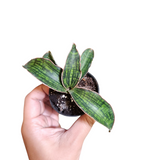 Sansevieria cleopatra