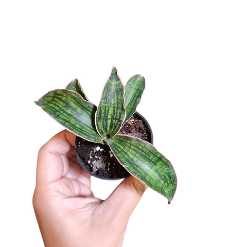 Sansevieria cleopatra