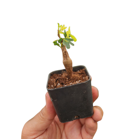 Senna meridionalis