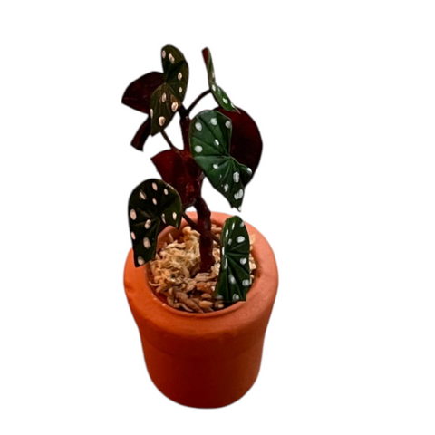 Begonia maculata