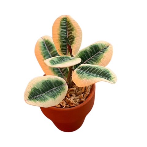 Ficus elastica variegata