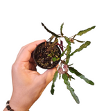Hemigraphis repanda (dragon tongue plant)