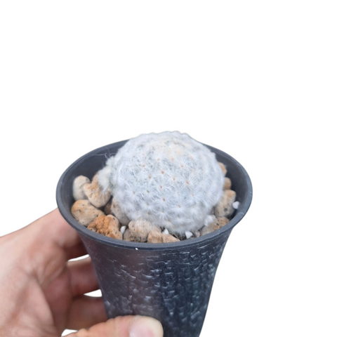 Mamillaria