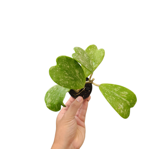 Hoya kerrii splash