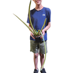 Sansevieria cylindrica variegata