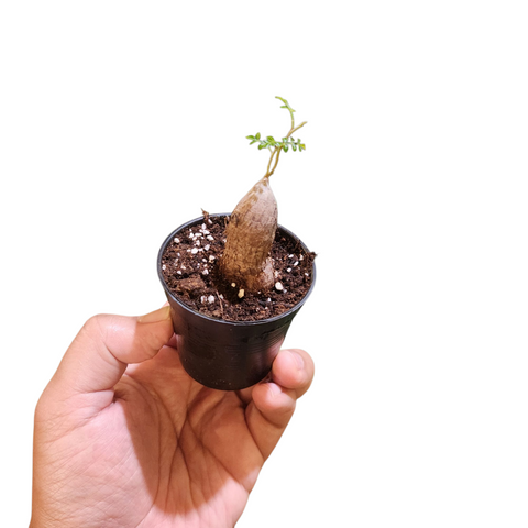 Operculicarya pachypus