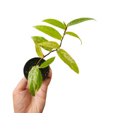 Ficus segitatta variegata