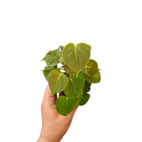 Philodendron lupinum