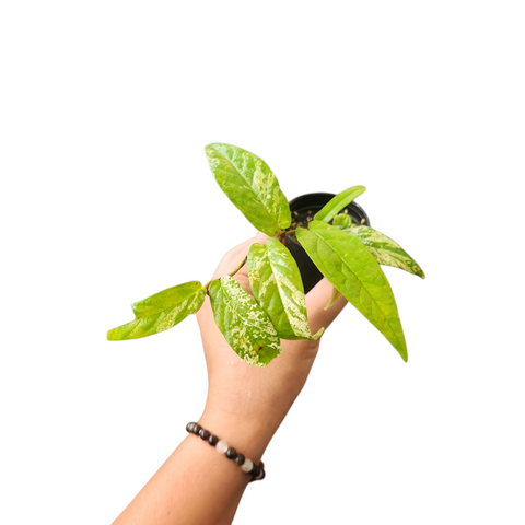 Ficus segitatta variegata